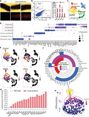 Single cell cortical bone transcriptomics define novel osteolineage gene sets altered in chronic kidney disease